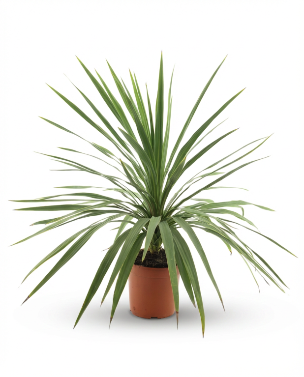 Cordyline australis peko 01