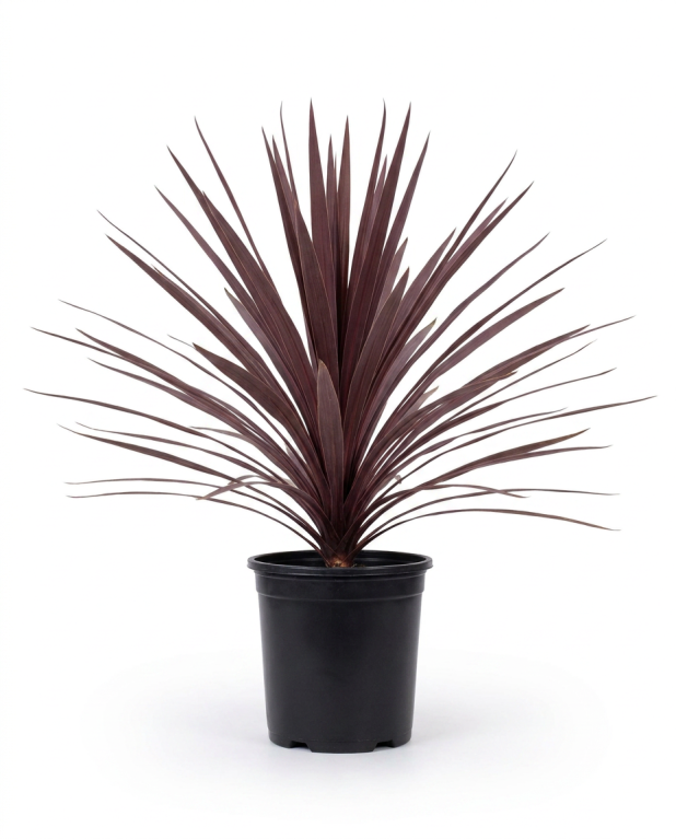 Cordyline australis red star - 01