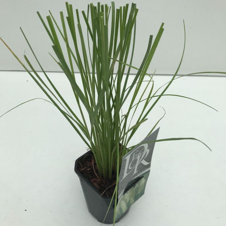 Cortaderia pumila p13