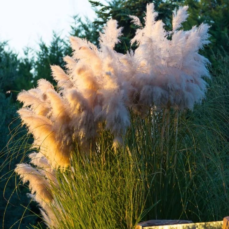 Cortaderia selloana pumila k k-min