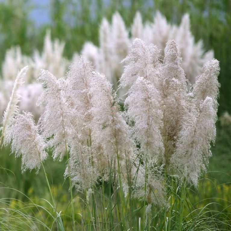Cortaderia selloana silver mini pampa k 2 k-min