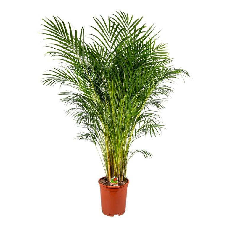Dypsis lutescens p27 jpeg