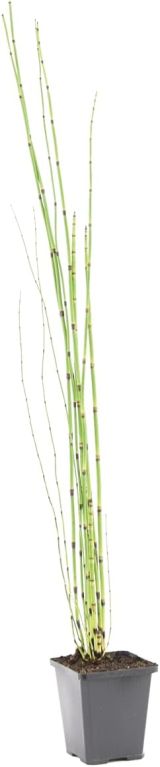 Equisetum japonicum