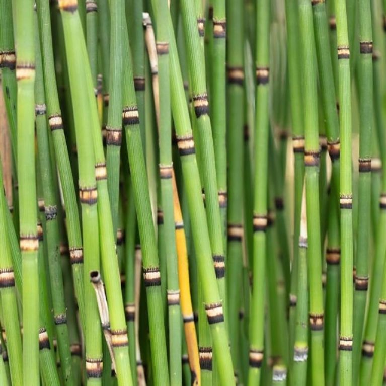 Equisetum japonicum e k-min