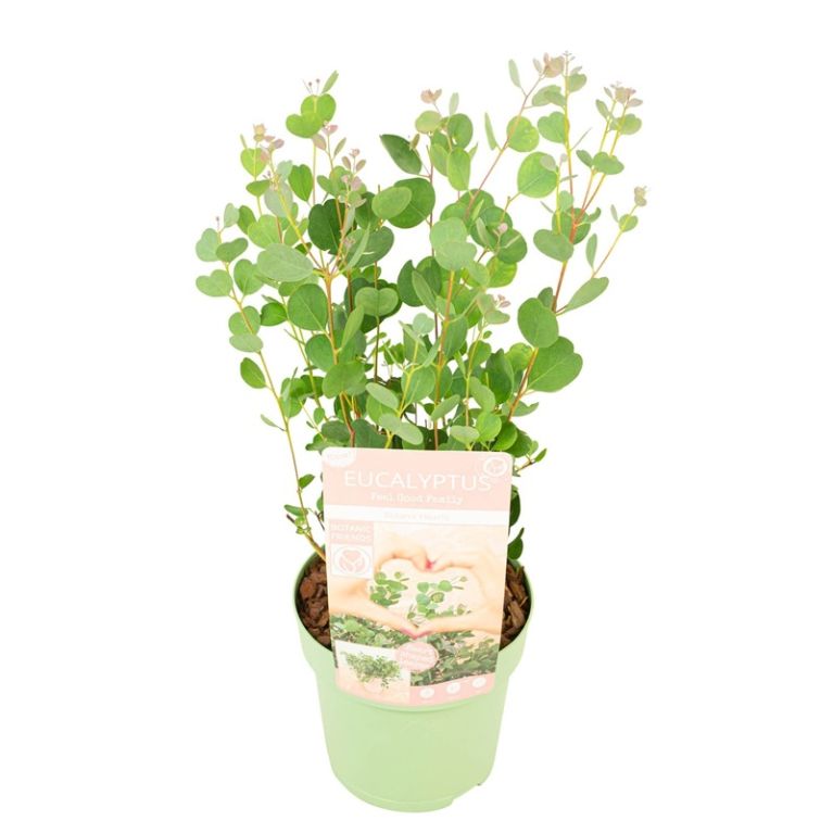 Eucalyptus websteriana botanic hearts p15