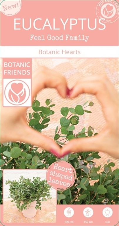 Eucalyptus websteriana botanic hearts p15 label