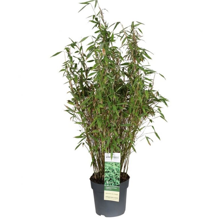 Fargesia murieliae light green p23-min