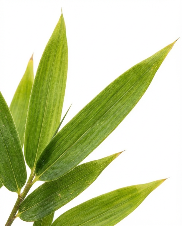 Fargesia ruga p17-02