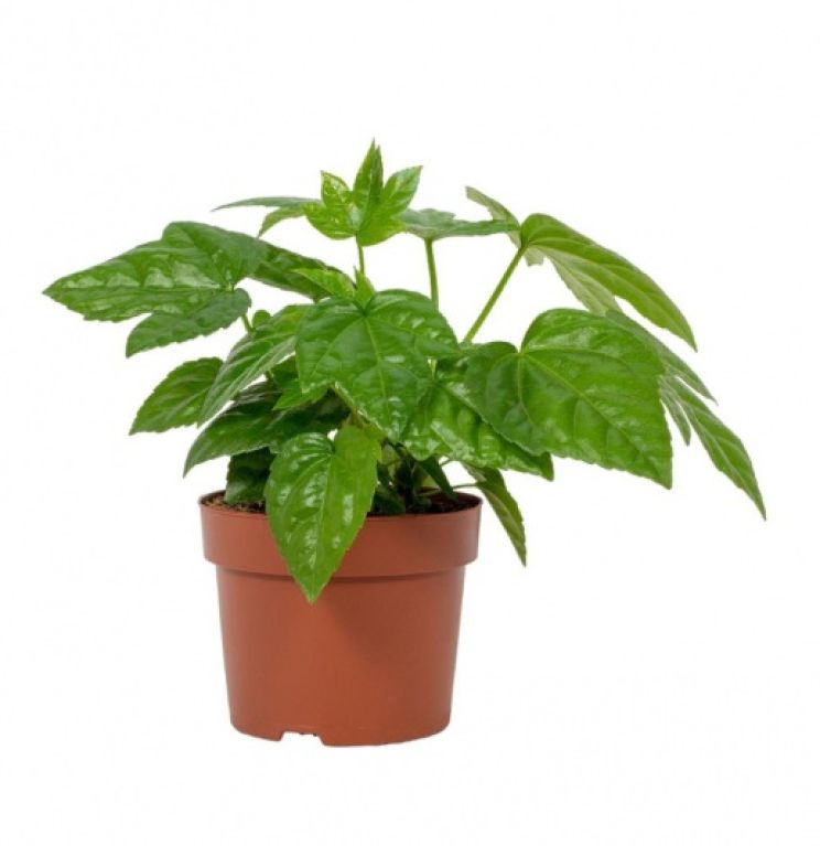 Fatsia japonica-p12-k