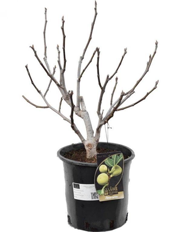 Ficus carica e k-min