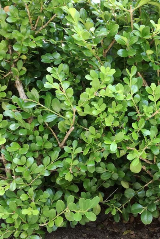 Ilex crenata Jenny - set de 5