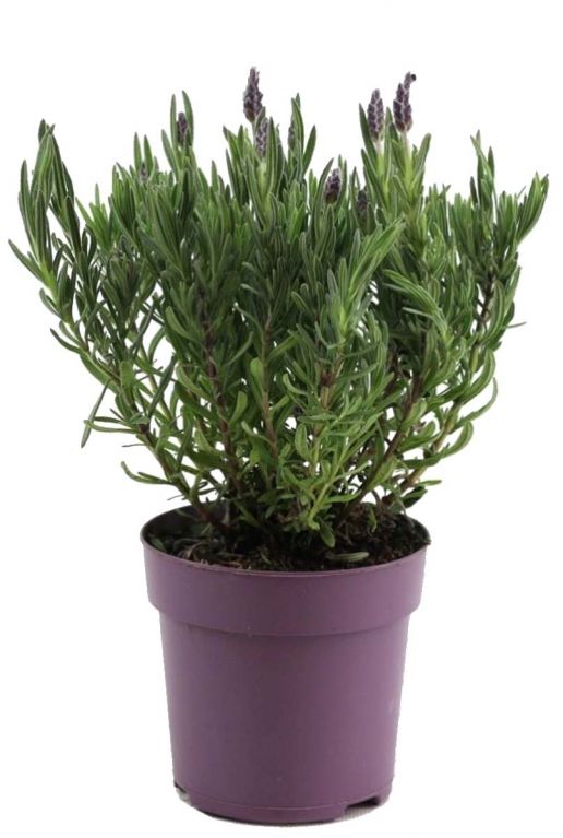 Lavendel stoechas anouk bloem