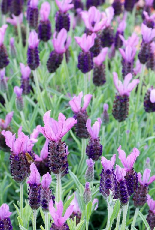 Lavendel stoechas anouk gartenpflanze 19 1