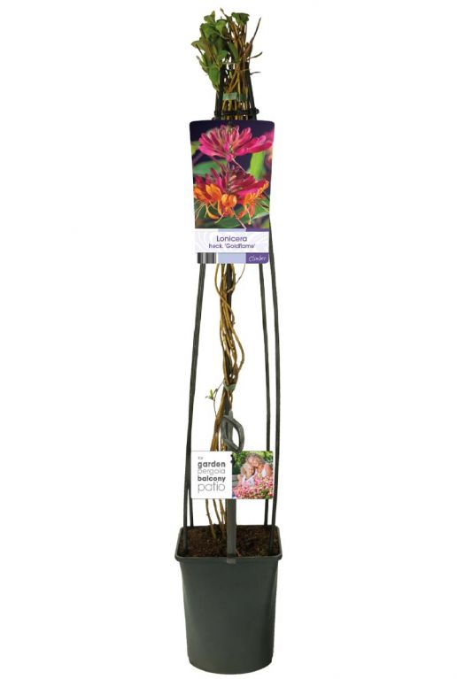 Lonicera heckrottii goldflame plant 23