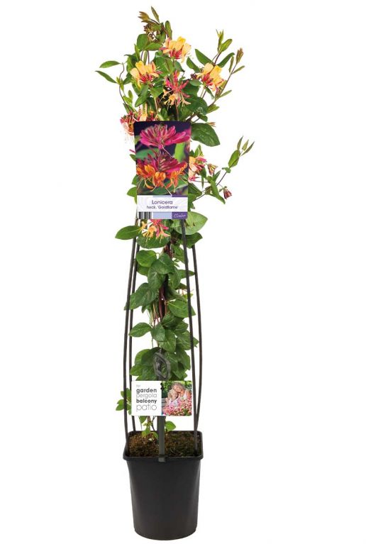 Lonicera heckrottii goldflame planten 23