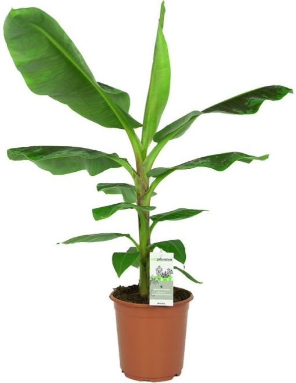 Musa-bananenpflanze-zimmerpflanze-jpeg