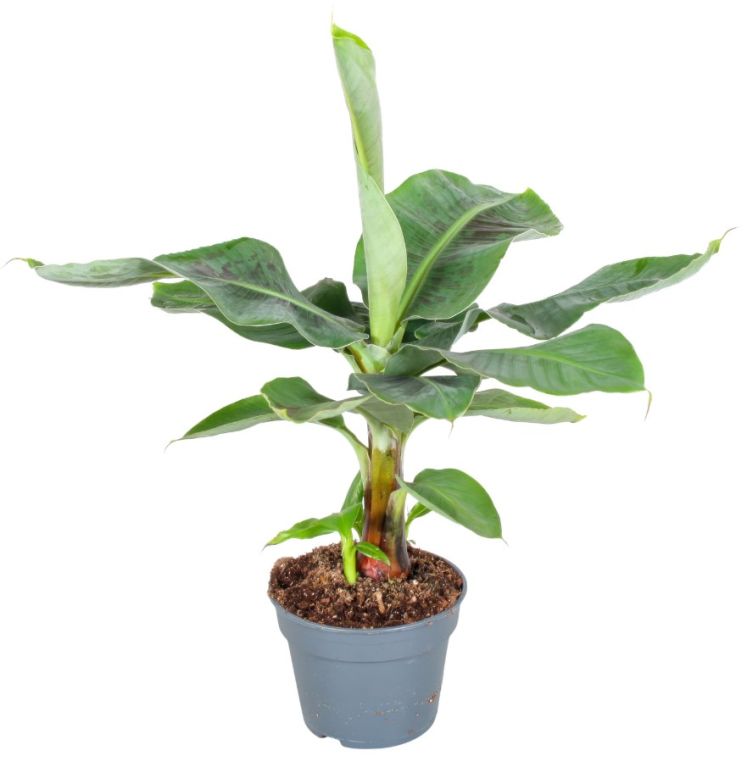 Musa-oriental-dwarf--p17-h70