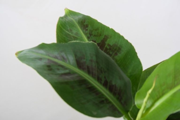 Musa oriental dwarf leaves