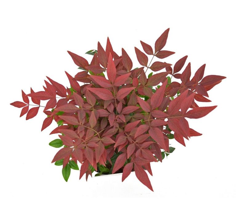 Nandina domestica obsessed 850x800