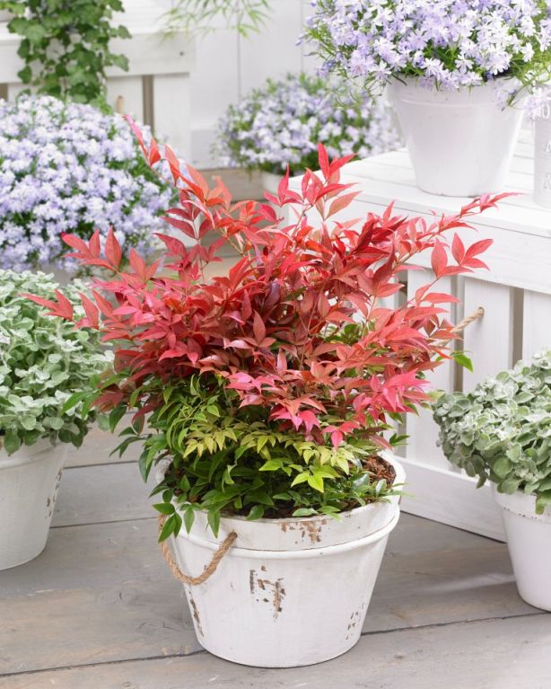 Nandina obsessed 1 medium