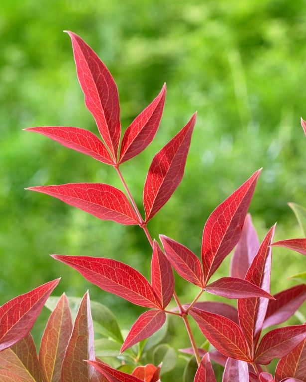 Nandina obsessed 2 medium