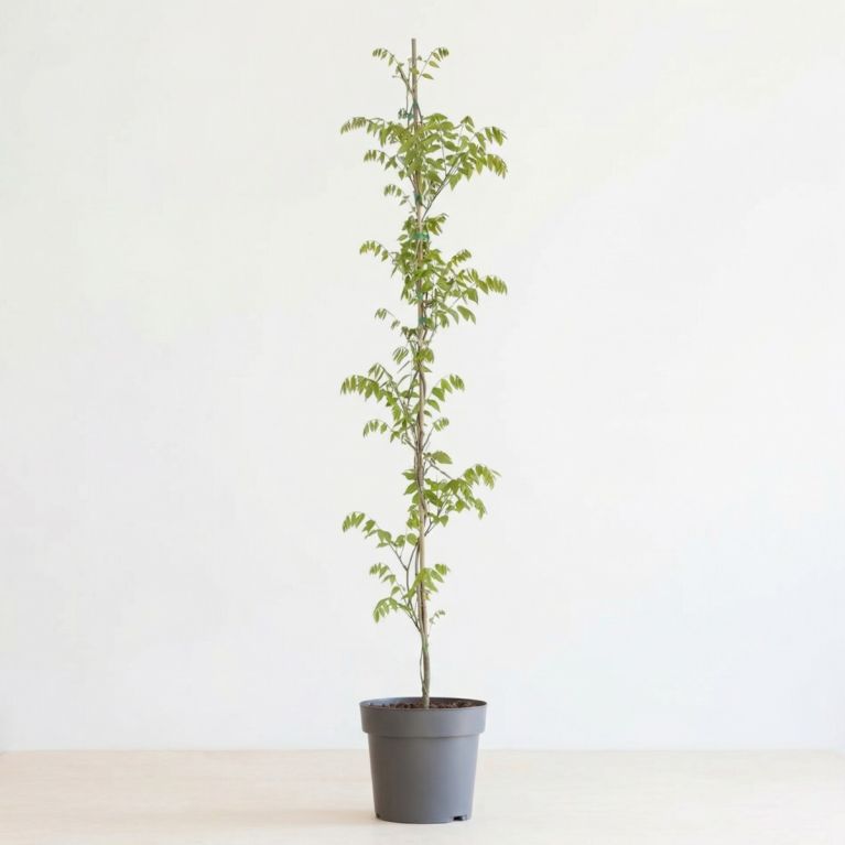 Rhyncospermum Jasminoides