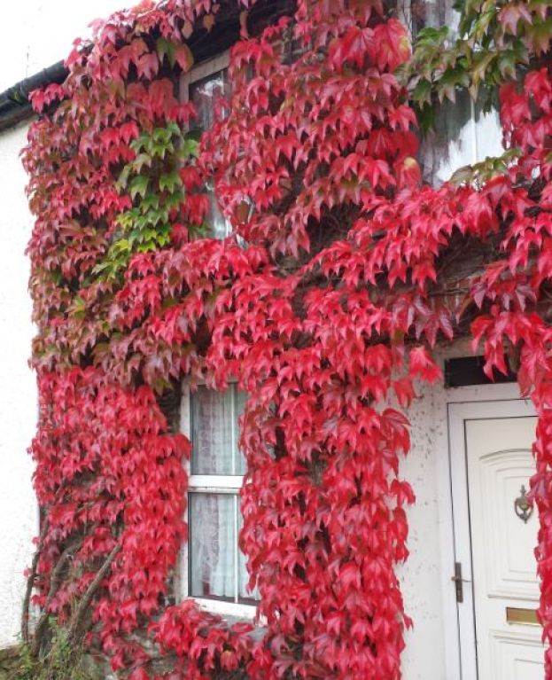 Parthenocissus veitchii
