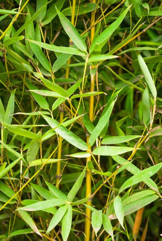 Phyllostachys aurea plante de jardin