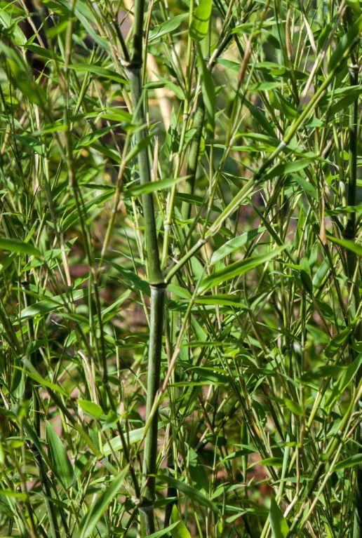 Phyllostachys bissetii plante de jardin