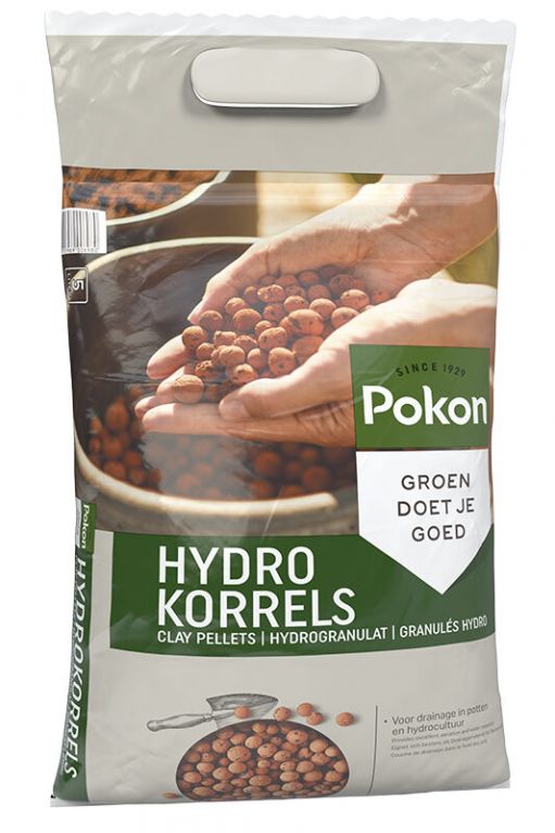 Hoya Krohniana Silver blad