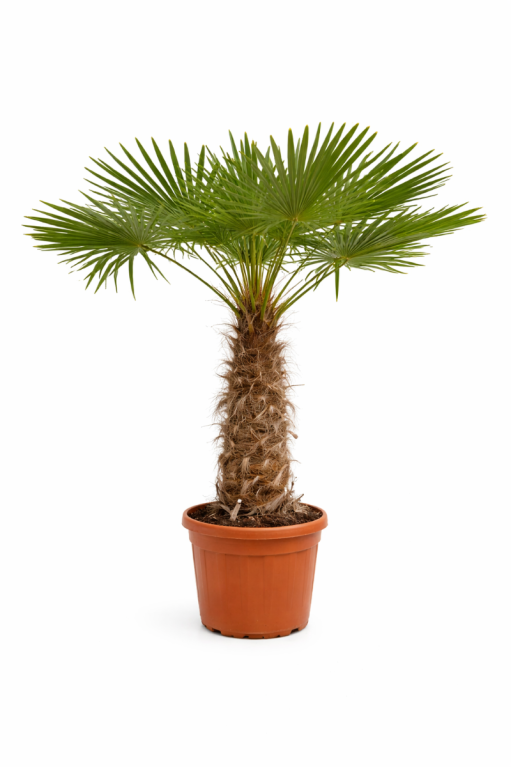 Potted windmill palm op witte achtergrond