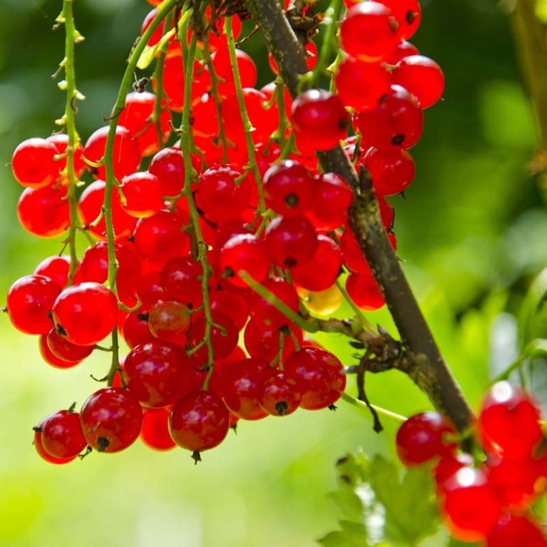 Ribes rubrum jonkheer van tets 1-min