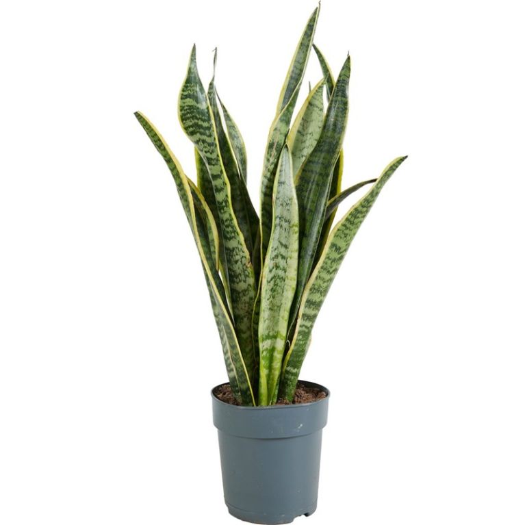 Sansevieria laurentii p12 1