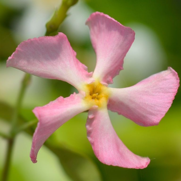 Trachelospermum jasminoides star of ibiza star of sicily 2 k-min