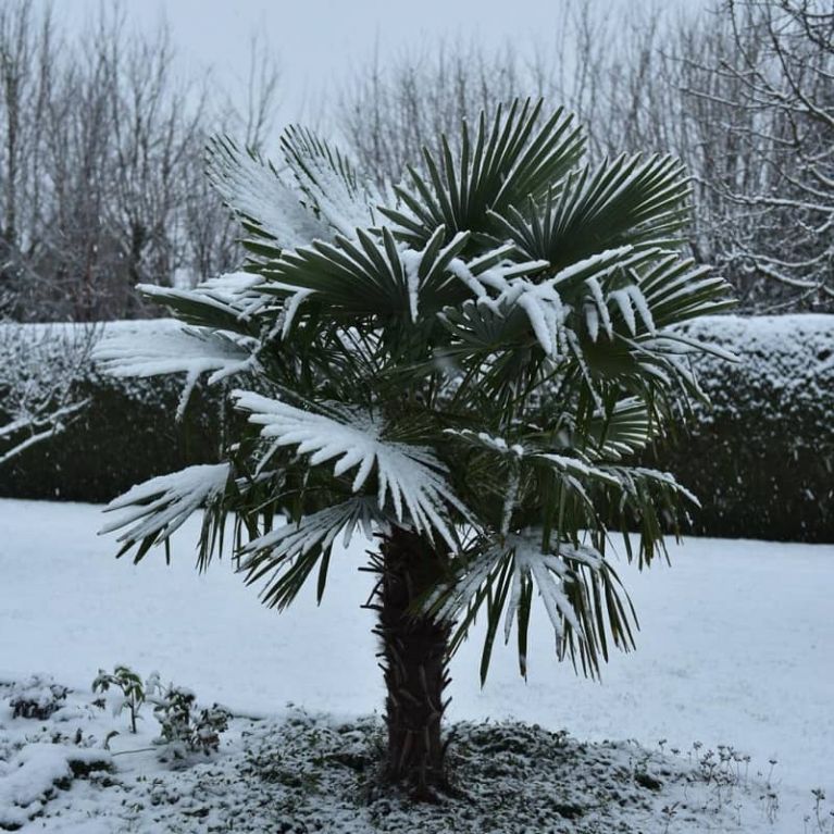 Trachycarpus fortunei sneeuw k-min 1 1