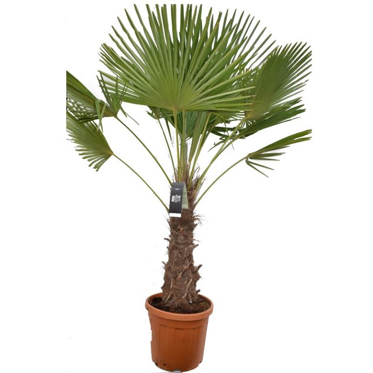 Trachycarpus fortunei trunk 60 en trunk 70 40cm large wit k