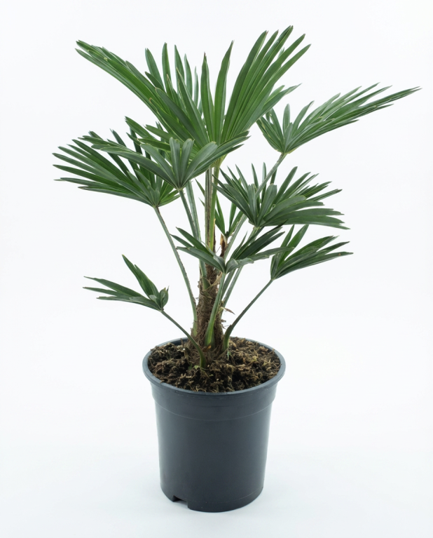 Trachycarpus wagnerianus frosty p19-01