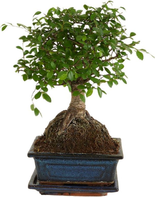 Ulmus parvifolia zelkova bonsai ball