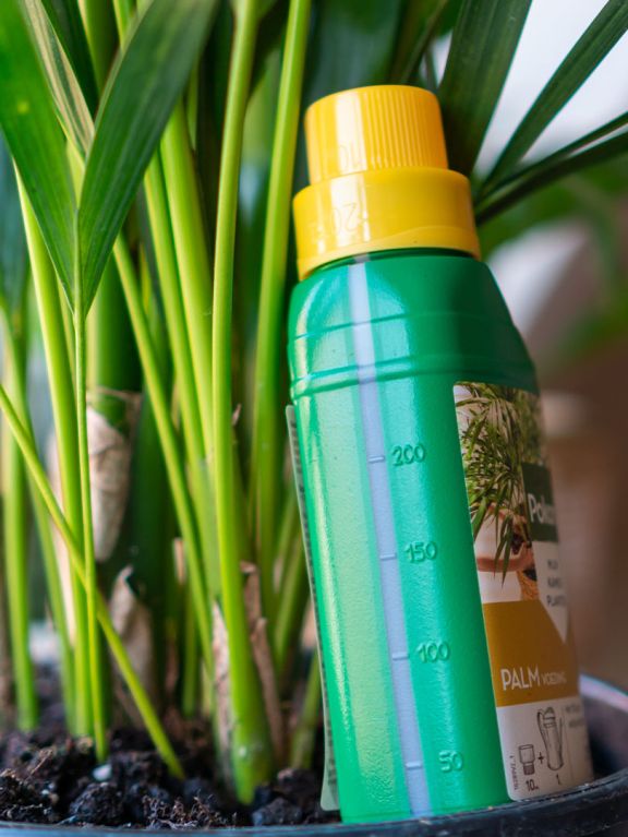 Pokon Engrais pour palmiers - 250 ML
