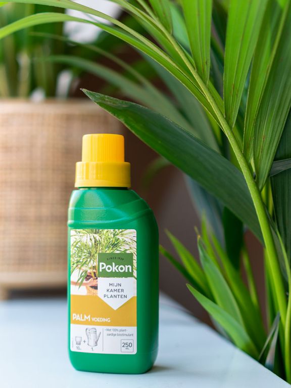 Pokon Engrais pour palmiers - 250 ML