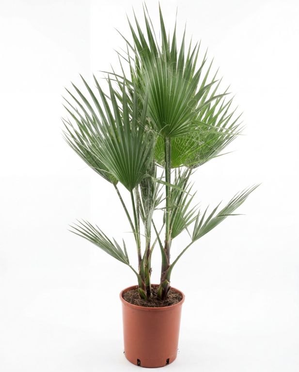 Washingtonia robusta multitrunk p26 - 1