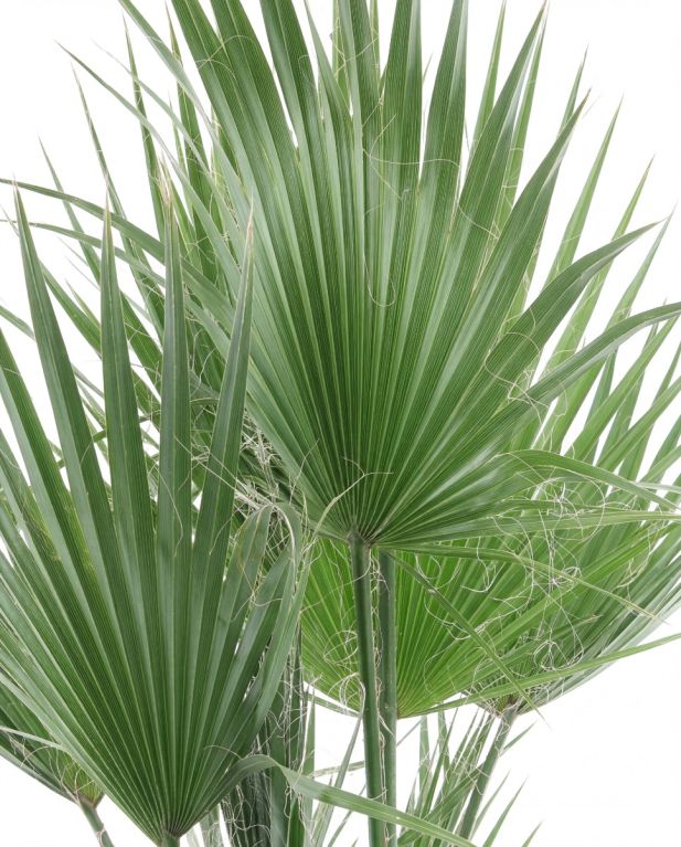 Washingtonia robusta multitrunk p26 - 2