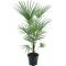 10000 - trachycarpus fortunei k-min