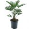 10007 - trachycarpus wagnerianus e k-min