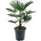 10009 - trachycarpus wagnerianus e k-min