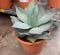 10026 - agave ovatifolia 2 k-min