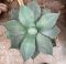 10026 - agave ovatifolia k-min