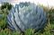 Agave parryi var truncata