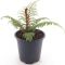 Scindapsus Treubii Dark plant
