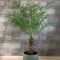 Philodendron Brandtianum